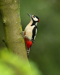 Great spotted woodpecker (Dendrocopos major) is a medium-sized woodpecker with pied black and white plumage and a red patch on the lower belly.