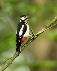 Great spotted woodpecker (Dendrocopos major) is a medium-sized woodpecker with pied black and white plumage and a red patch on the lower belly.