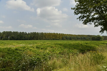 Prairie et terrain accidenté en été le long d'un bois à Ghislenghien (Ath) 