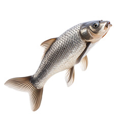 Fototapeta premium Freshwater fish, detailed illustration.