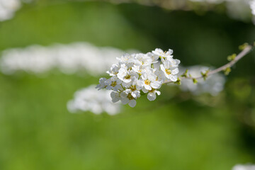 Close up of Thunbergs meadowsweet (spirea thunbergii) flowers in bloom
