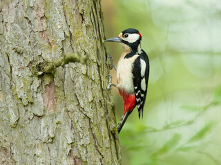 Great spotted woodpecker (Dendrocopos major) is a medium-sized woodpecker with pied black and white plumage and a red patch on the lower belly.