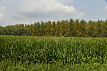 Plantation de maïs devant une forêt d'arbres au feuillage brunâtre sous un ciel nuageux à...