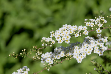 Close up of Thunbergs meadowsweet (spirea thunbergii) flowers in bloom