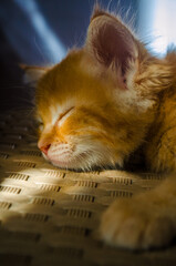 Peaceful Sleeping Orange Kitten on Woven Mat in Sunlight

