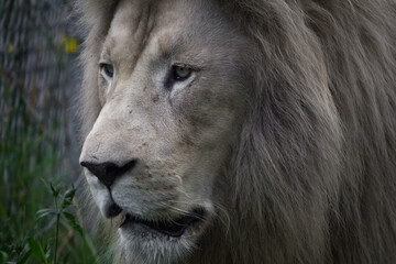 portrait of a lion