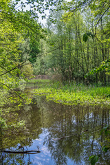 Les reflets profonds de la forêt se dessinent à la surface calme de la gouille à Marion, capturant la beauté paisible du paysage naturel.