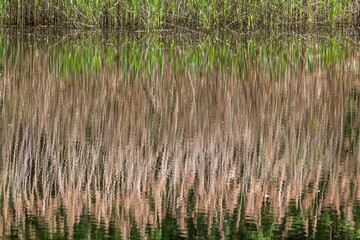 Les reflets des roseaux ondulent à la surface tranquille de la gouille, dessinant des formes douces et naturelles dans une ambiance silencieuse.
