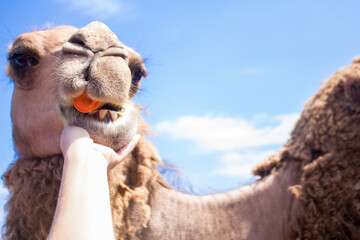 camel in the zoo