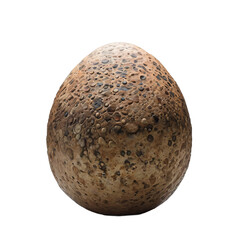 Fototapeta premium fossilized dinosaur egg. prehistoric egg