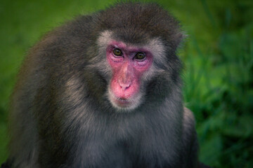 close up of a baboon