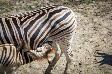 zebra drinking milk from mother