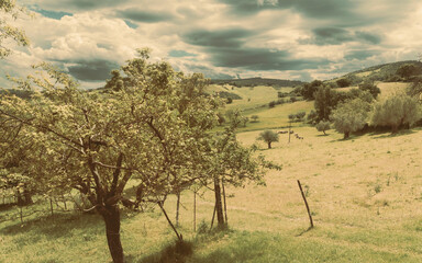 Beautiful countryside landscape, sheep pasture