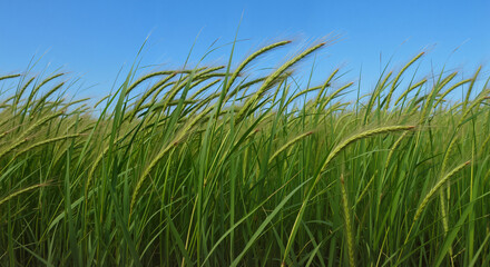 Obraz premium Lush green grass swaying gently under a clear blue sky 