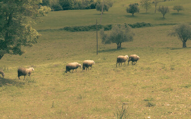 Beautiful countryside landscape, sheep pasture