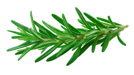 Fototapeta premium A sprig of fresh rosemary, needle-like leaves in sharp focus, aromatic look, isolated on a pure white background.