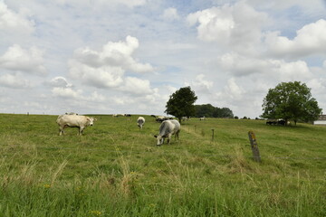 Fototapeta premium Vaches laitières dans l'un des pâturages aux environs du village de Ghislenghien (Ath)