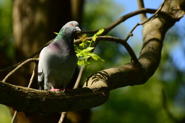 Columba livia © ukasz