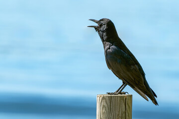 Panting American Crow on fencepost