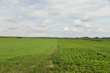 Plantation de betteraves sous un ciel gris à Hellebecq (Silly)