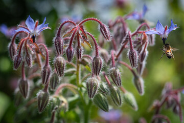 Borragine - Borrago Officinalis