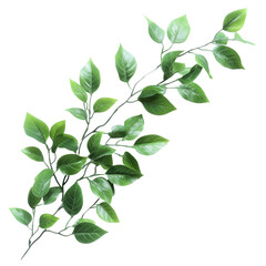 Closeup view of lush green leafy branches isolated on a Transparent background for natureinspired decor, Closeup view green leafy branches isolated on PNG background