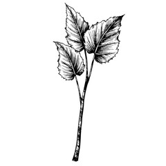 Close-up of Taro Leaves in Ink Sketch Style Against White Background  