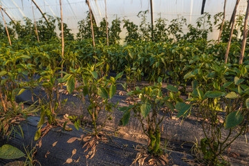 Aphids that feed on the underside of leaves to suck nectar, aphids on the inside of the leaf. Agricultural pest. Infected . Close up, Black pepper aphids infestation. Ants tending to aphids on plant.