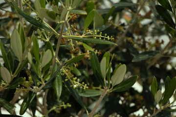 Green olives hanging on an olive tree branch. Close up . High quality photo
