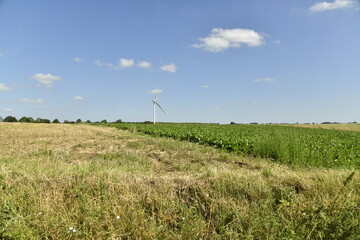 Deux parcelles de cultures différentes devant une éolienne à Ghislenghien (Ath)