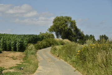 Route étroite entre broussailles et plantations à Ghislenghien (Ath)