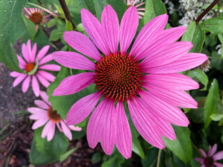 Obraz premium flower red gerber top view close up