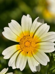 Obraz premium daisy flower closeup