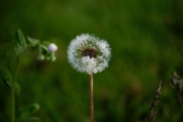 dandelion in the grass