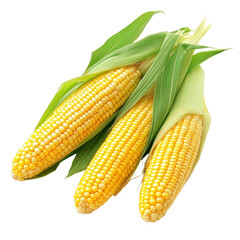 Freshly harvested corn on a Transparent background ready for cooking and enjoying during summer meals or picnics, corn on PNG background