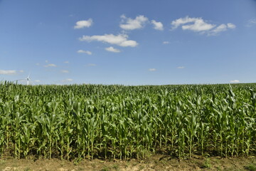 Champ de maïs sous des cumulus de beau temps à Ghislenghien (Ath)