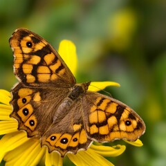 butterfly on a flower