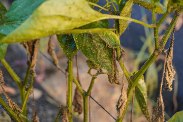Aphids that feed on the underside of leaves to suck nectar, aphids on the inside of the leaf....