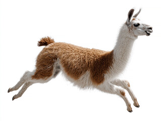 Fototapeta premium Llama in motion against a plain background, alert posture, brown, tan, and white fur texture - AI-Generated
