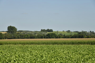 Plantations différentes en enfilade sous un ciel clair à Ghislenghien (Ath)