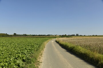 Fototapeta premium Route secondaire de campagne entre les différentes cultures et prairies à Ghislenghien (Ath) 