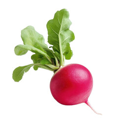 Fresh red radish with green leaves on a pure Transparent background showcasing vibrant colors and natural appeal, red radish isolated on PNG background