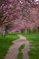 Ground-level photo of a cherry blossom-lined path with scattered petals under blooming pink trees. Captures the peacefulness and beauty of spring.
