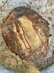 General view of a pine tree cut with traces of sawdust and streaks of pine resin. Annual rings are...