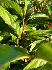 The bee looks for raindrops on the leaves of peonies. Green leaves of peonies.