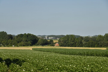 Champ de patates sous un ciel bleu à Ghislenghien (Ath)