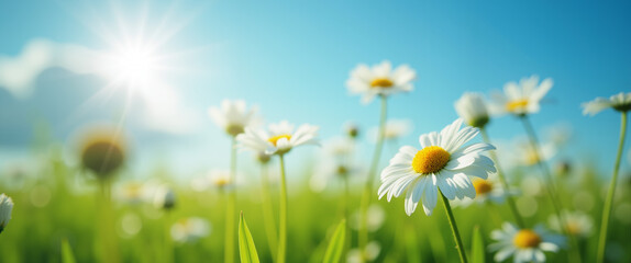 A field of chamomile flowers in a bright summer day.