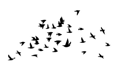 Flying birds silhouette flock. hand drawing. Not AI. Vector illustration.