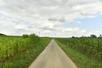 Route secondaire de campagne entre les plantation de maïs à Hellebecq (Silly) 