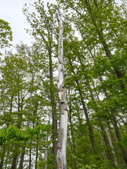Light natural forest at cliff edge with lying deadwood. Habitat for insects and birds.